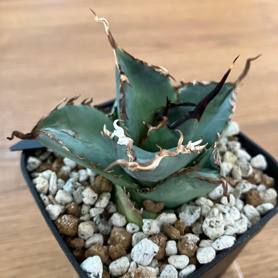 モ*ギ様 【初売りオークション】49 REZA産　長棘　アガベ　TARANTUL