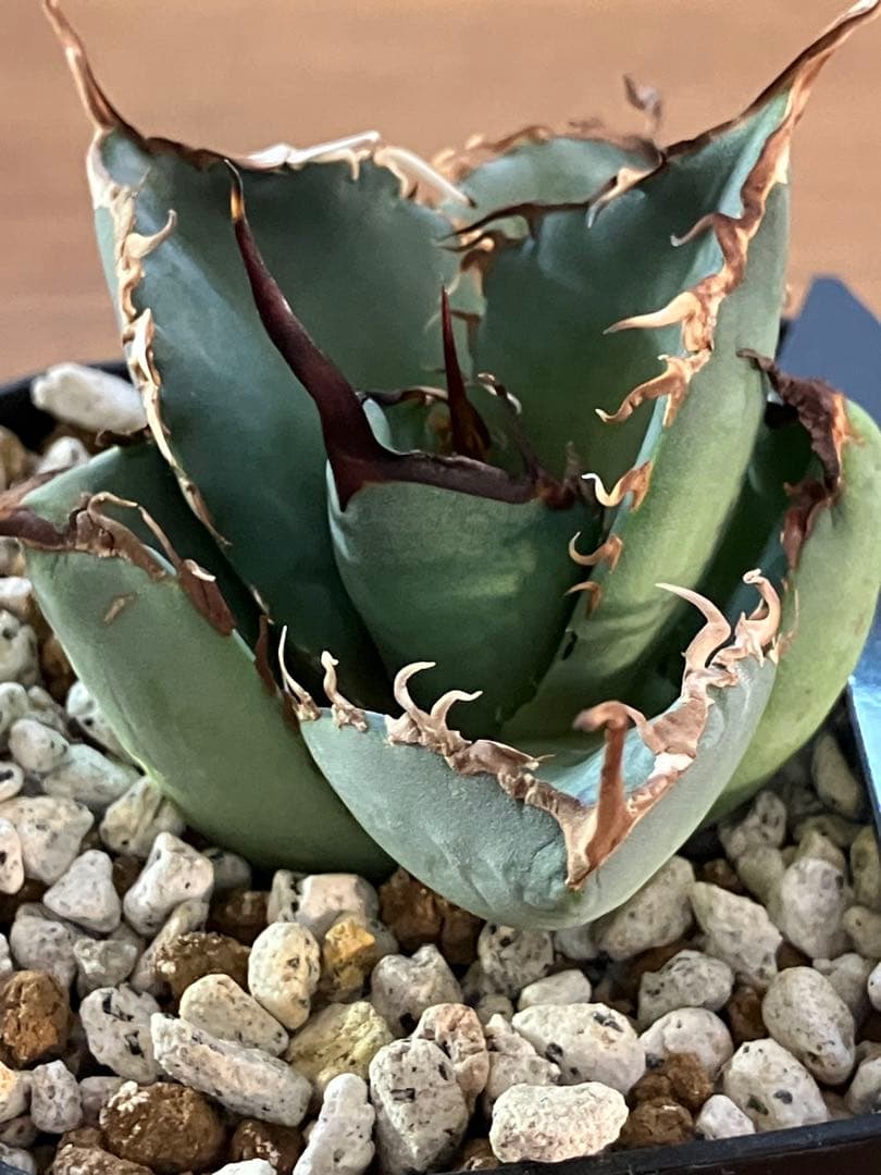 モ*ギ様 【初売りオークション】49 REZA産　長棘　アガベ　TARANTUL