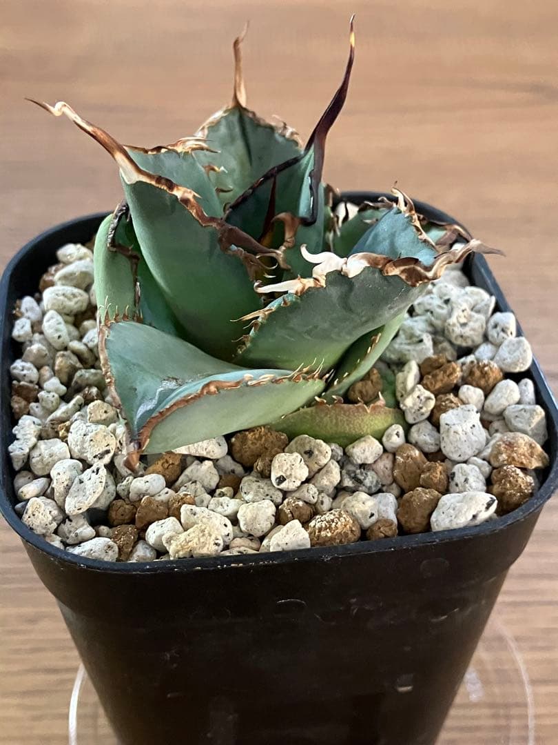 モ*ギ様 【初売りオークション】49 REZA産　長棘　アガベ　TARANTUL