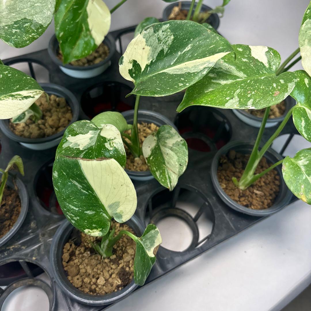 10株セット訳ありa16【特別選抜】モンステラ・タイコンステレーション