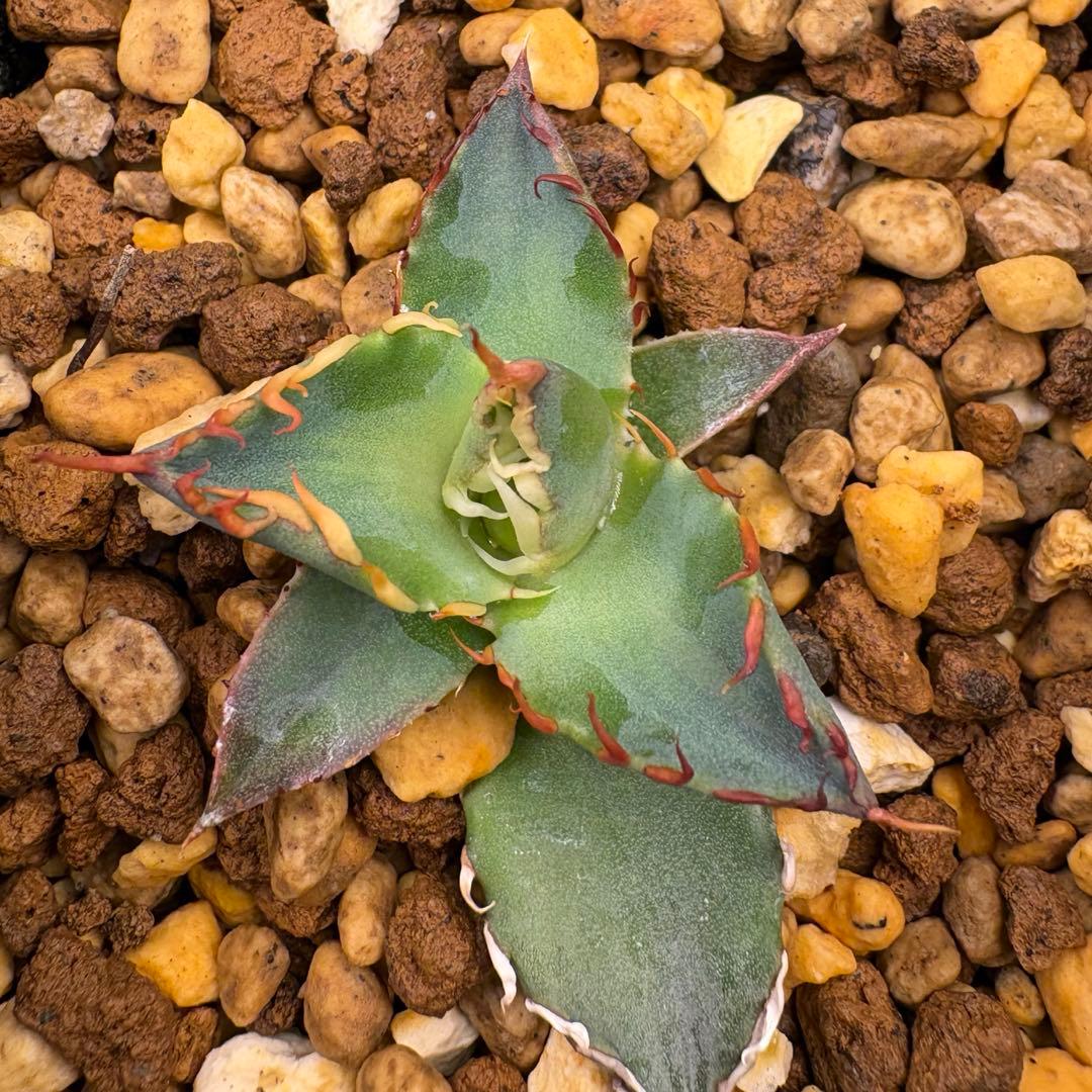 が*る様 エボリbb 胴切り　子株　発根済　エボリスピナ　ハイブリッド