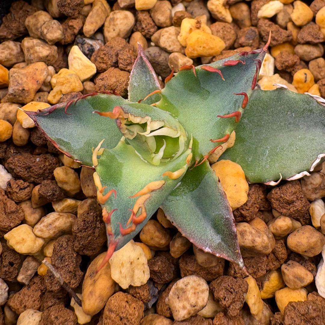 が*る様 エボリbb 胴切り　子株　発根済　エボリスピナ　ハイブリッド