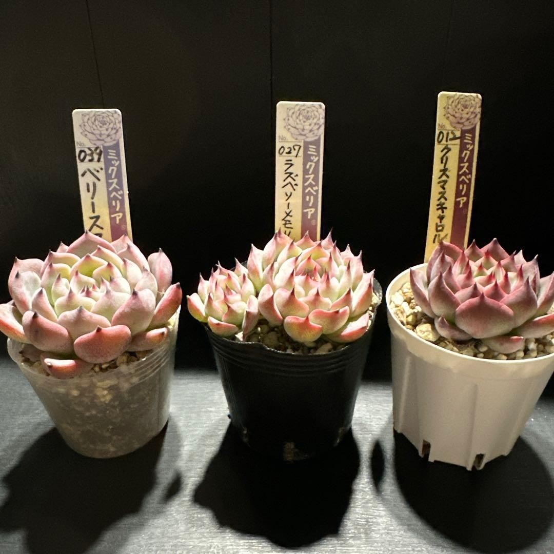 か*ん様 おらいさん苗10点セット　今回でラスト！　可愛い子ちゃんセット　札なし