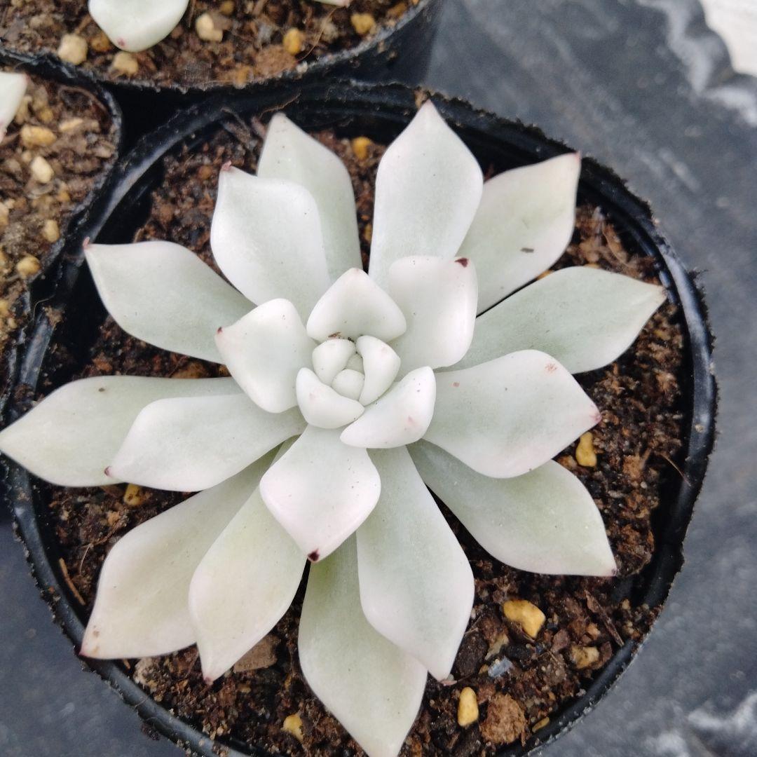 氷雪美人錦 カット苗 多肉植物 エケグラプトベリア 1苗 - メルカリ