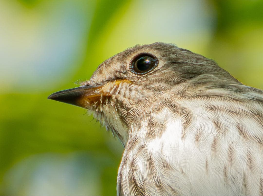 レンズ(ズーム) M.ZUIKO DIGITAL ED100-400mm f/5.0-6.3 IS