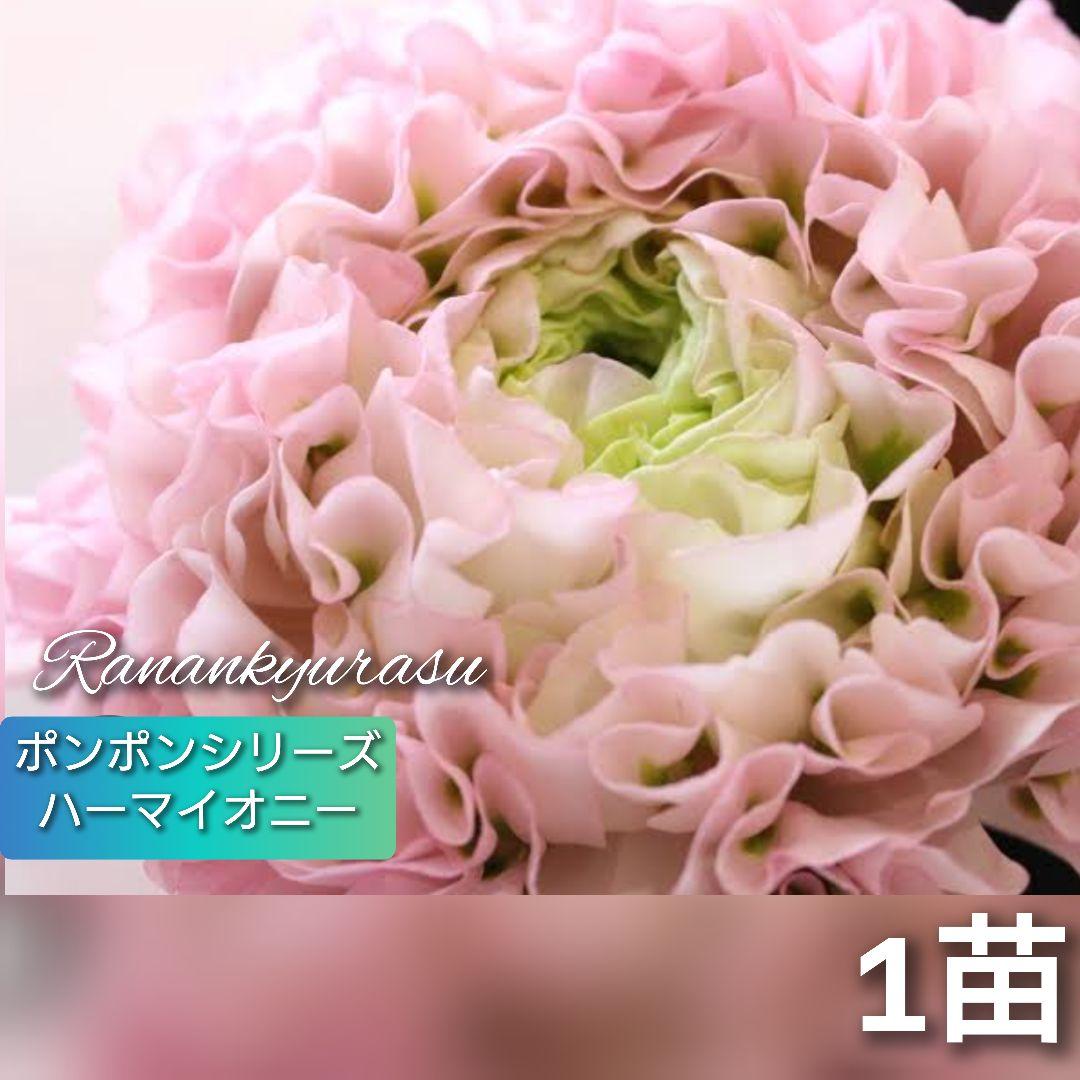 ラナンキュラス ポンポンシリーズ『ハーマイオニー』土を落とさず