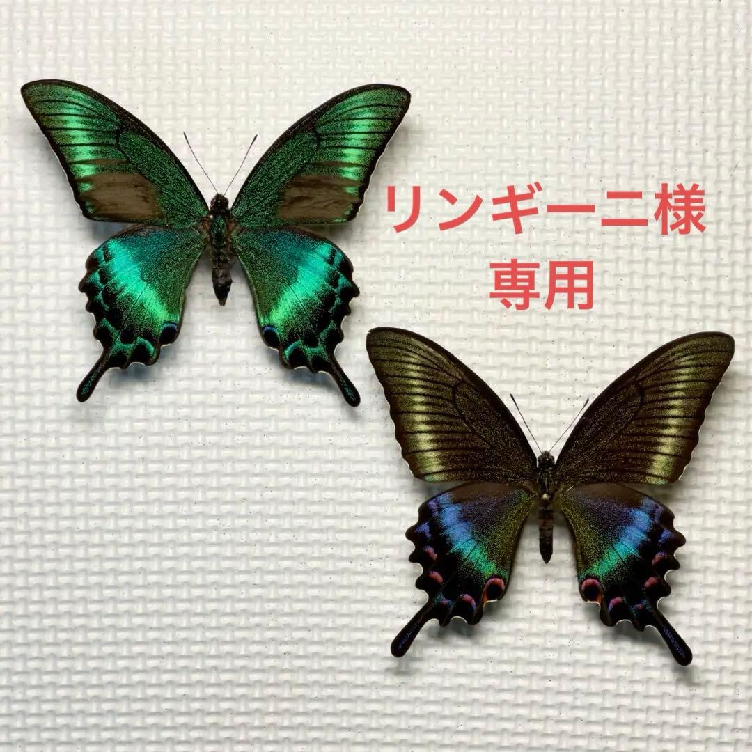 蝶標本 美麗ミヤマカラスアゲハ夏型♂♀ 北海道産 採集品良品