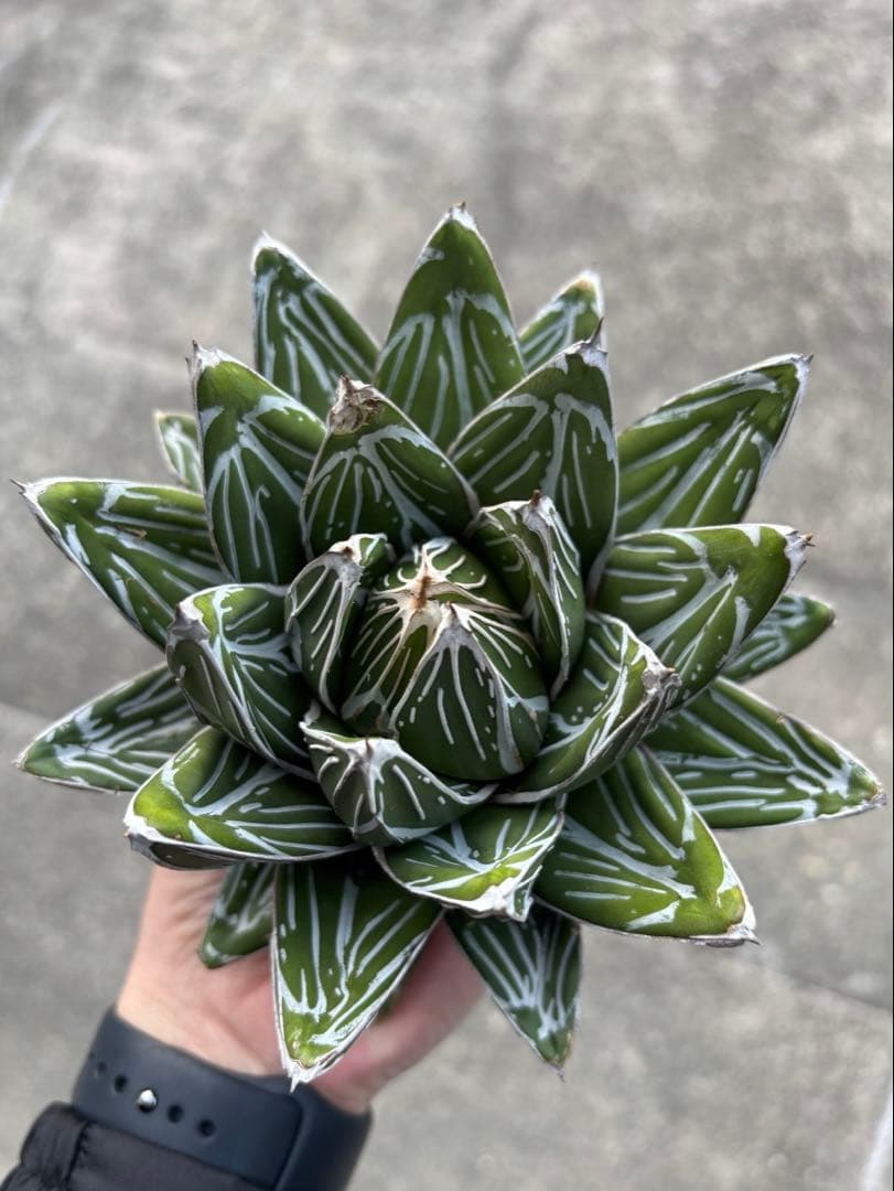 アガベ 笹の雪 極上株 子株3カブセット