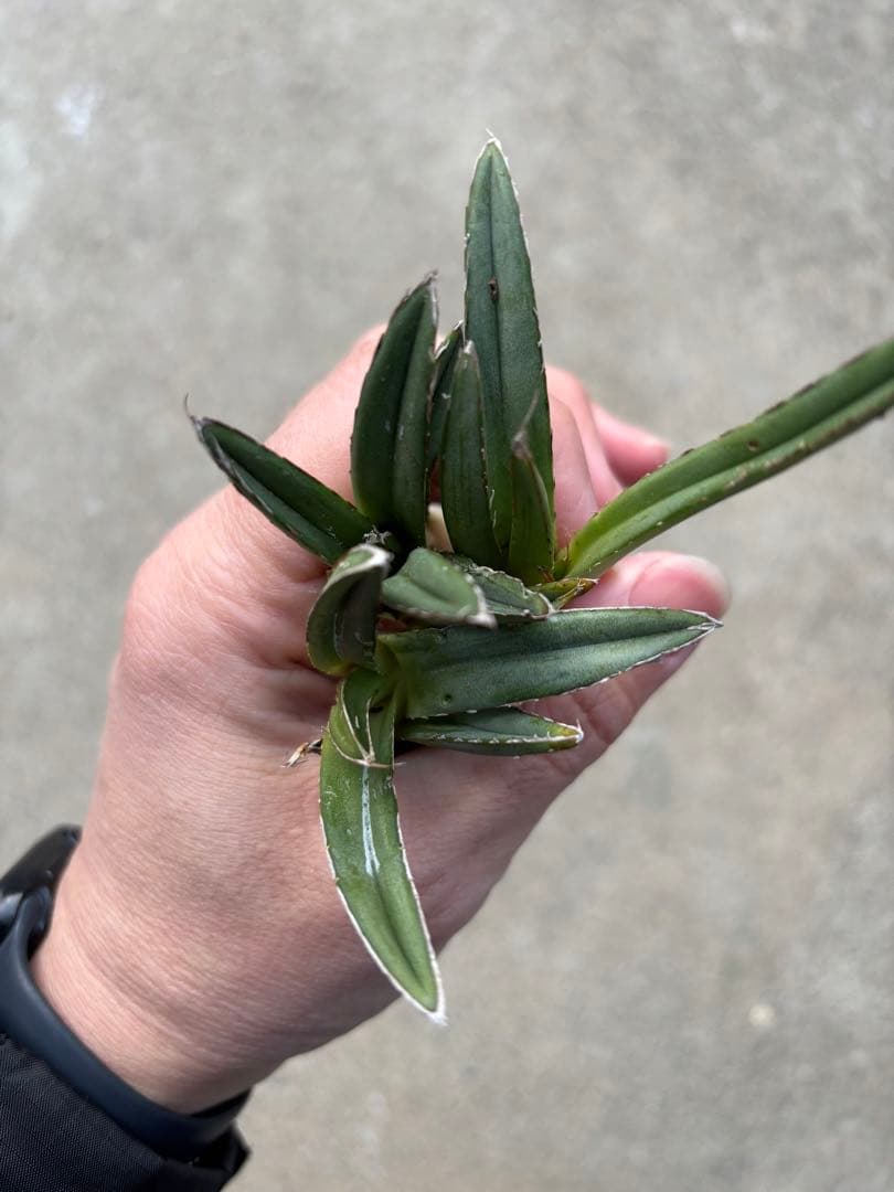 アガベ 笹の雪 極上株 子株3カブセット