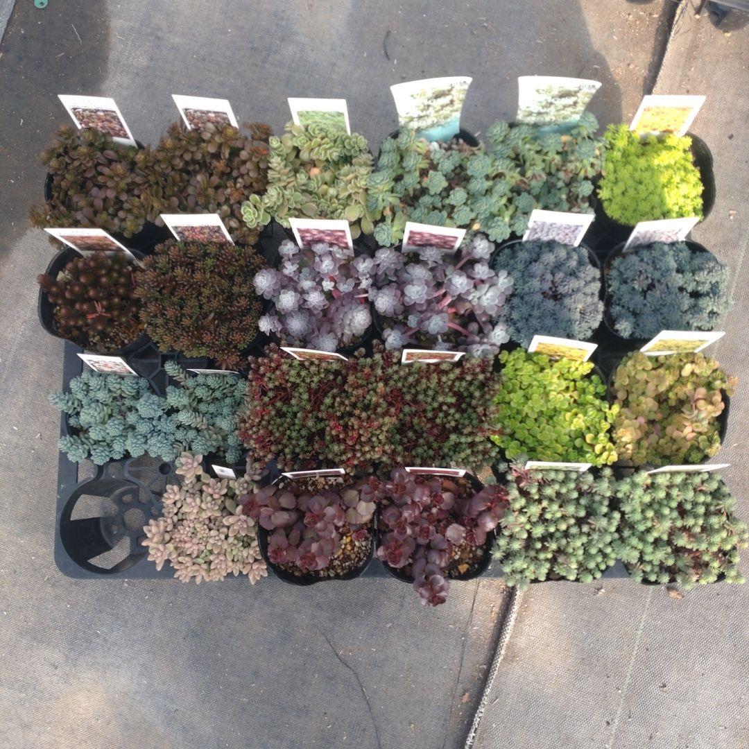 23日発送午前着 ももんちゃさん専用 もくもくちゃんコラボ】レディースルームウェア上下セット【S～4L