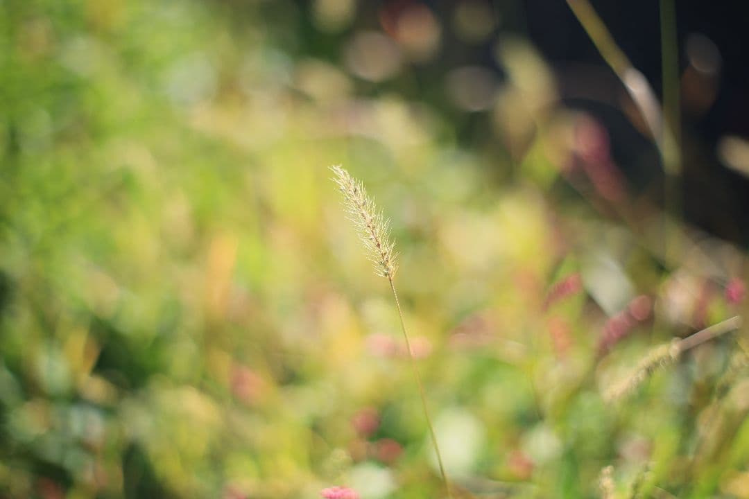 《希少》RICOH XR RIKENON 50mm F1.7 初期型【美品】