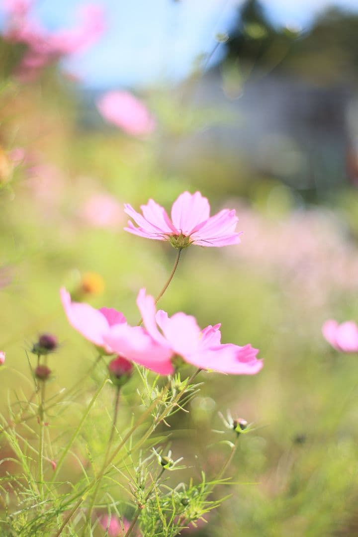 《希少》RICOH XR RIKENON 50mm F1.7 初期型【美品】