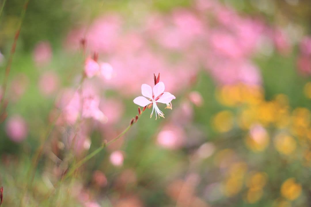 《希少》RICOH XR RIKENON 50mm F1.7 初期型【美品】