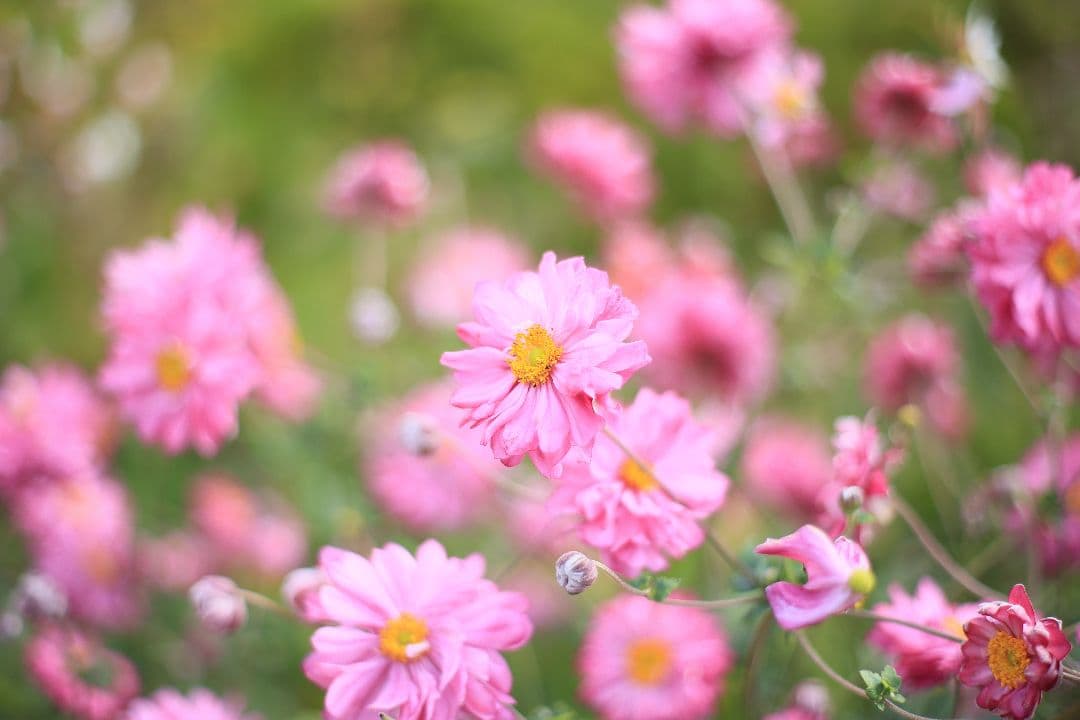 《希少》RICOH XR RIKENON 50mm F1.7 初期型【美品】