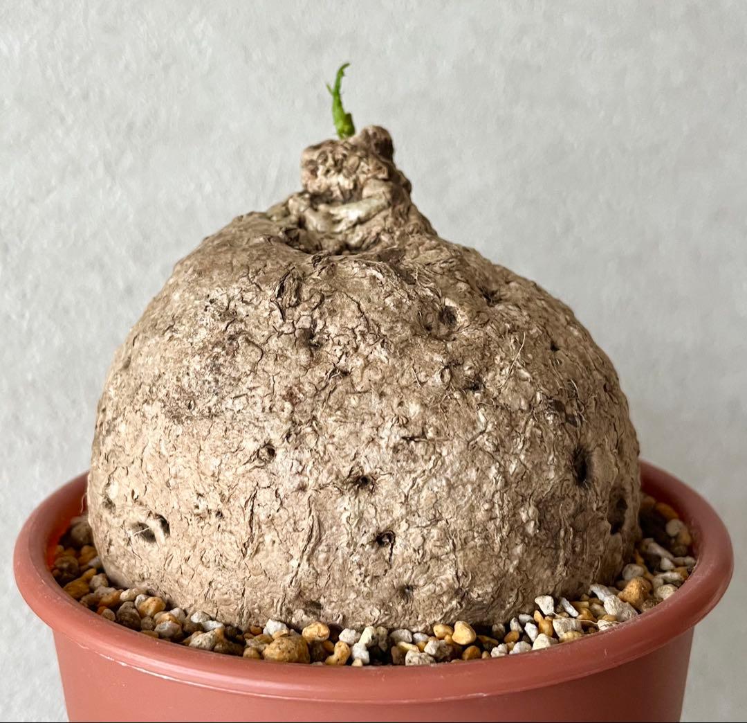 【激レア/極美/大株/塊根植物】アデニア ペナンギアナ 鉢植え 激レア/極美/大株/塊根植物】アデニア ペナンギアナ 鉢植え - メルカリ