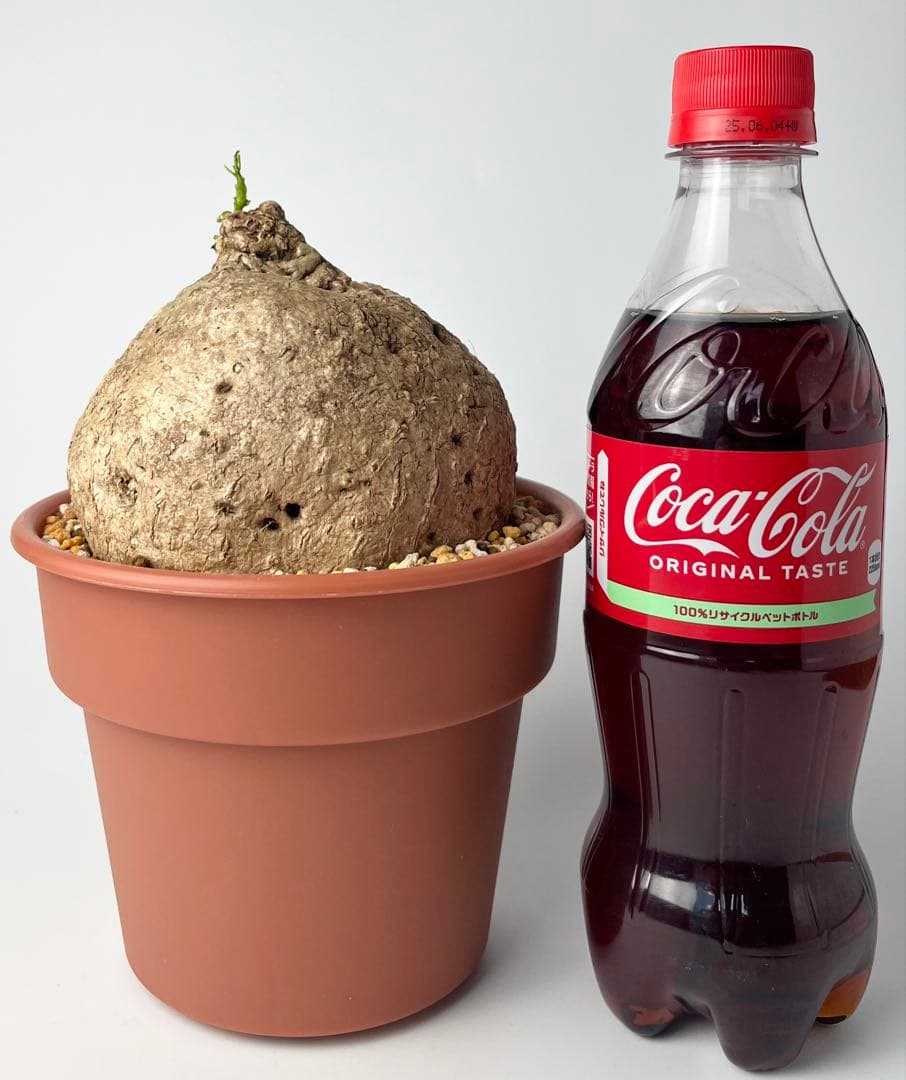 激レア/極美/大株/塊根植物】アデニア ペナンギアナ 鉢植え - メルカリ