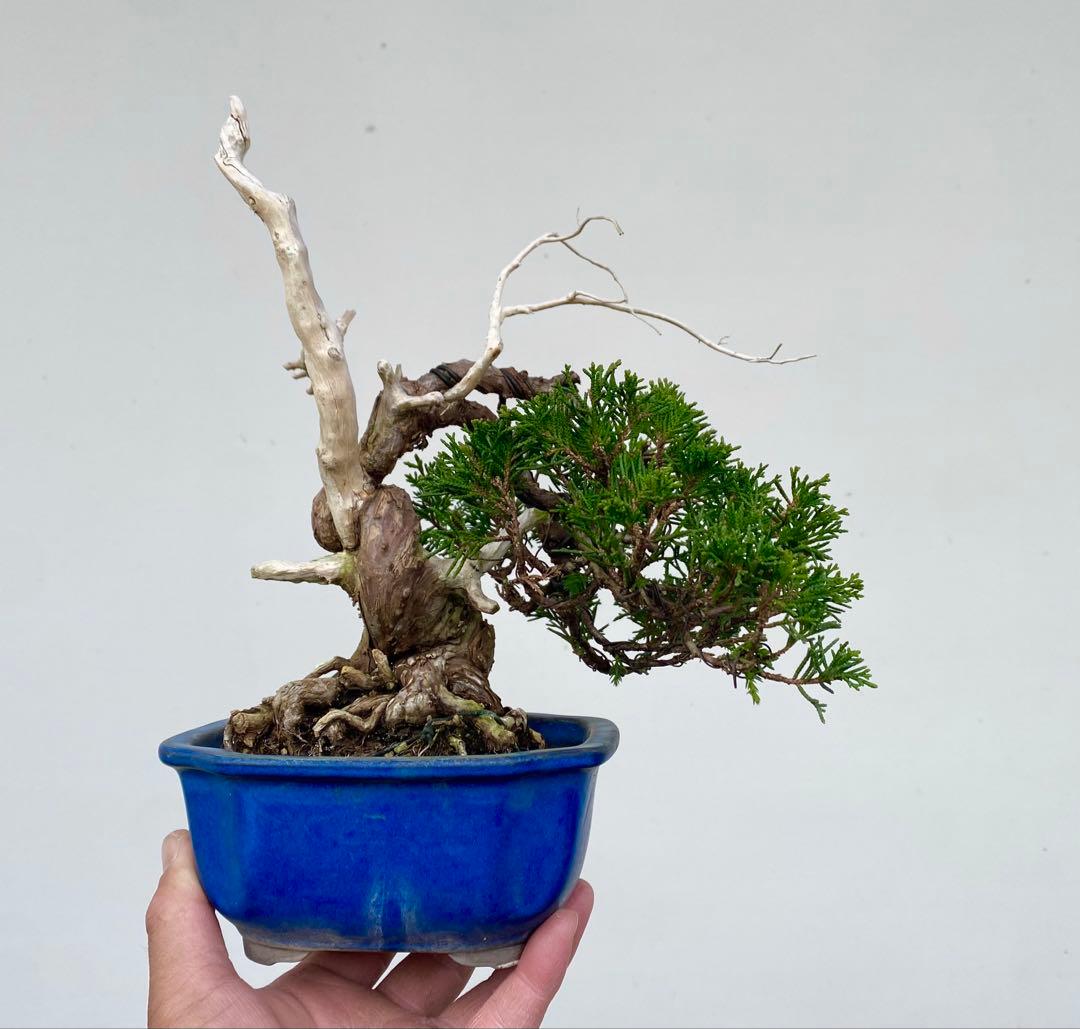 糸魚川真柏　白木盆栽園　樹高22センチ盆栽黒松赤松五葉松観葉植物しんぱく小品盆栽 楽天市場】現品 2025年9月2日撮影 糸魚川真柏 盆栽 しんぱく : 園芸