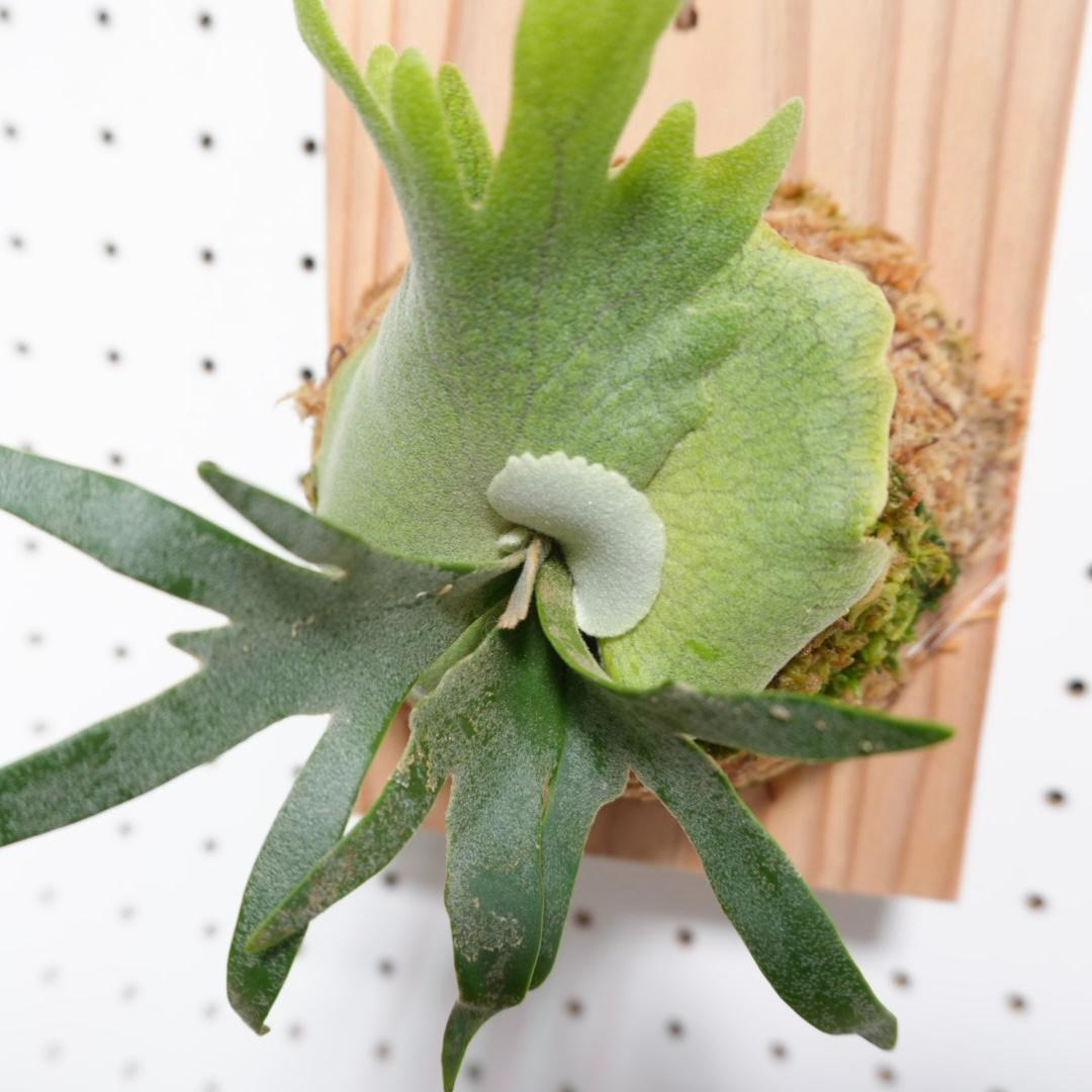 ビカクシダ OMG ウィリンキードワーフ 板付 O-6 - メルカリ