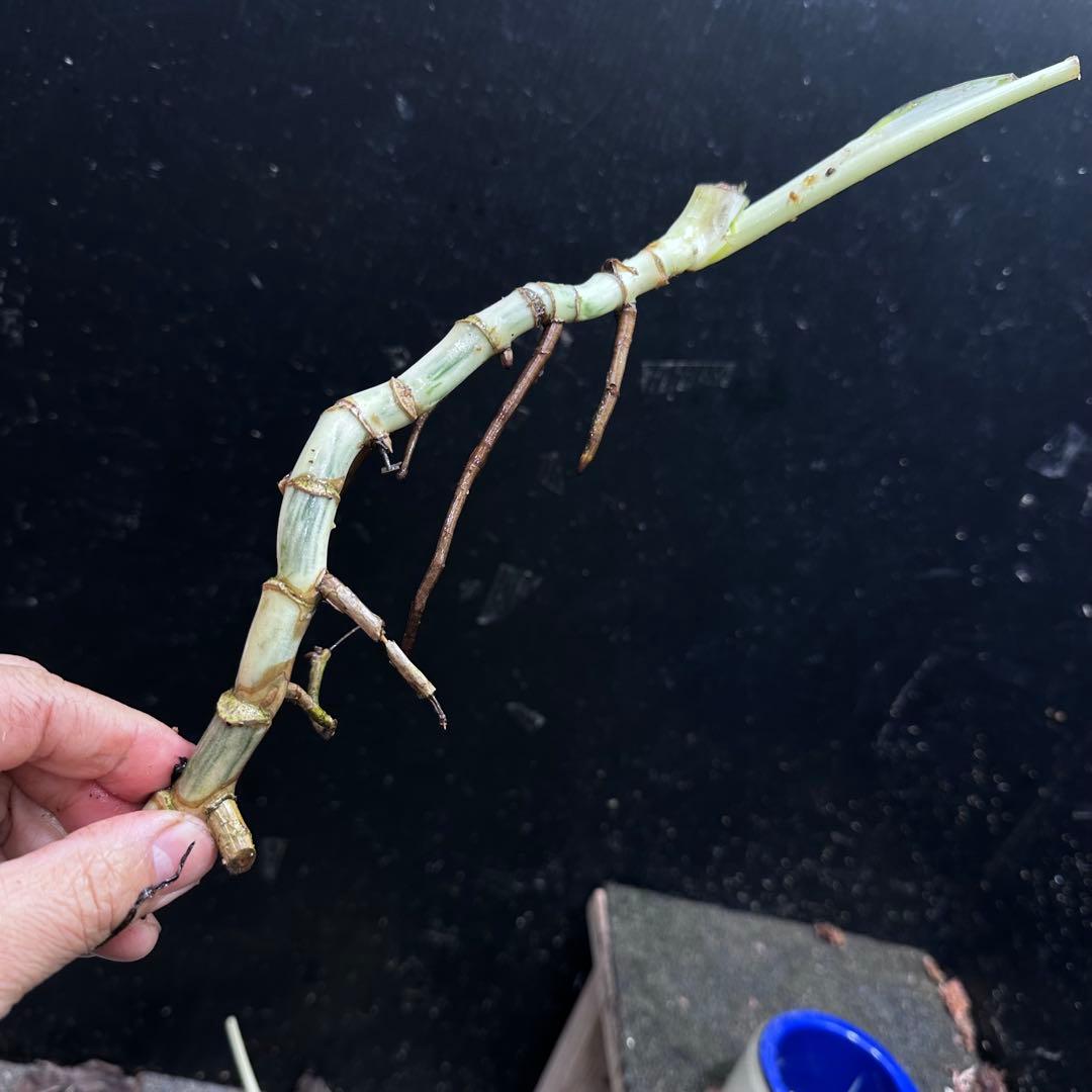 斑入りモンステラホワイトタイガー茎8株おまとめ - メルカリ