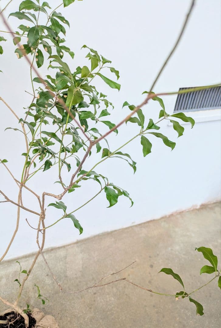 優良。山採りアセビ。