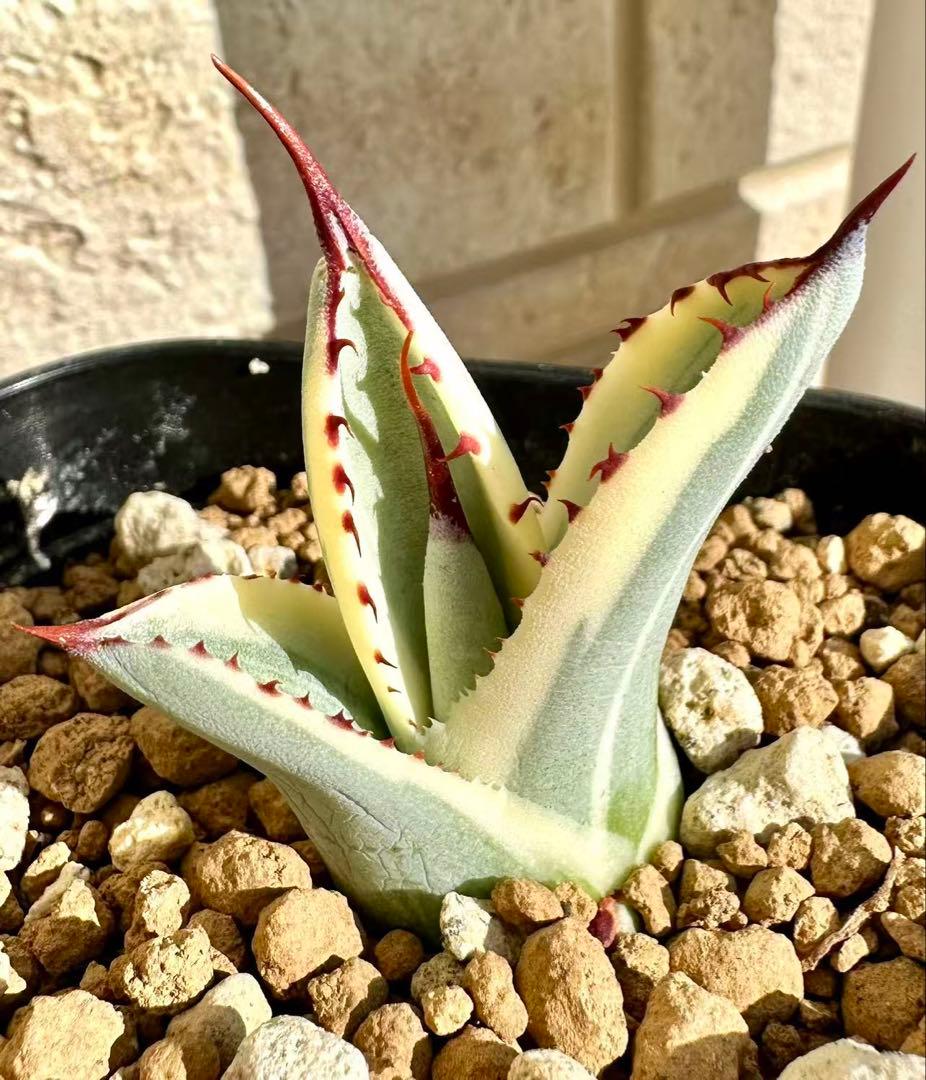 アガベ パリートランカータ オリザバ orizaba 発根済み極上斑入り美株