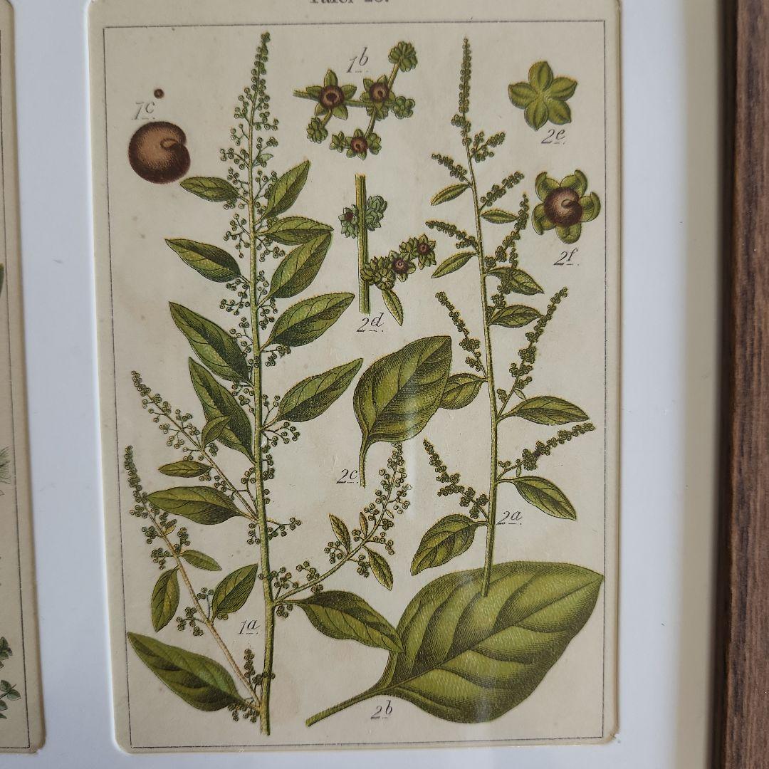 ボタニカルアート 植物図鑑 リトグラフ アンティーク 植物画 絵画