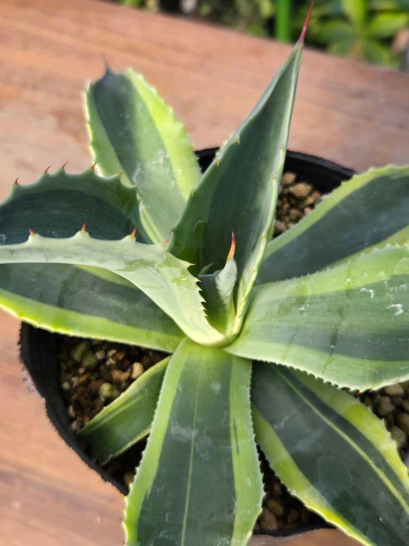 ☆アガベ☆オバティフォリア　オルカ☆希少☆4号ポット☆1月8日以降☆ 園芸ネット本店｜アガベ：オバティフォリア オルカ 4号鉢植え25-01 の