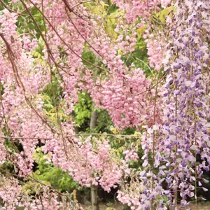 魔太郎 直筆サイン入り MANBOX キャンバスアート - メルカリ