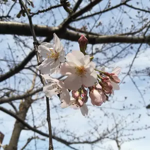 鬼滅の刃✕サンシャインシティ 不死川実弥 メタリックボード - メルカリ