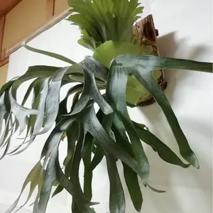 瀬野様専用です、ビフルカッムcv.オールド と ドイトン株 - メルカリ