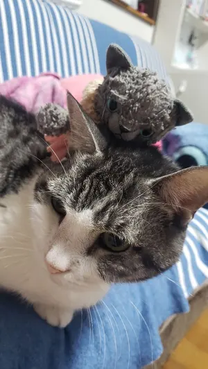 アイナナ アイドリッシュセブン 缶バッジ LaStiara ラスティアラ 棗