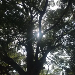 中古レコード MERCYFUL FATE RAVE-ON メタリカがカバー - メルカリ