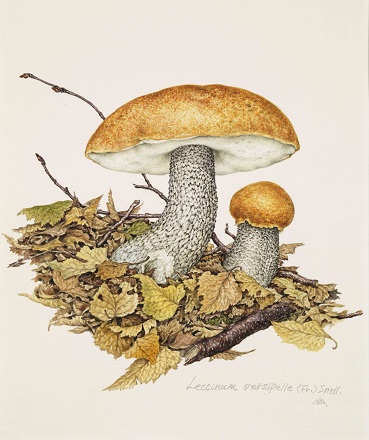 news】3/25まで！『小林 路子 菌類画の世界～きのこに会いにいきま