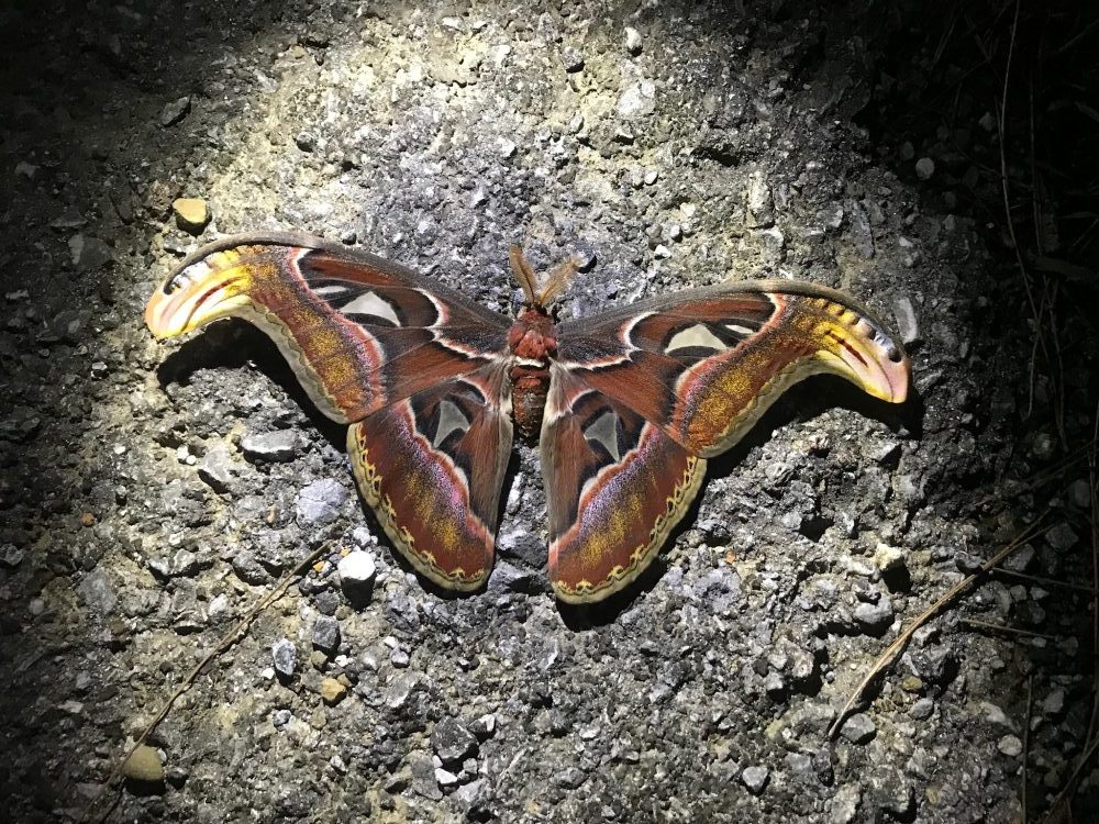 モスラ発見！！ - 西表島カヌー・トレッキングのツアーガイド｜サニーデイ