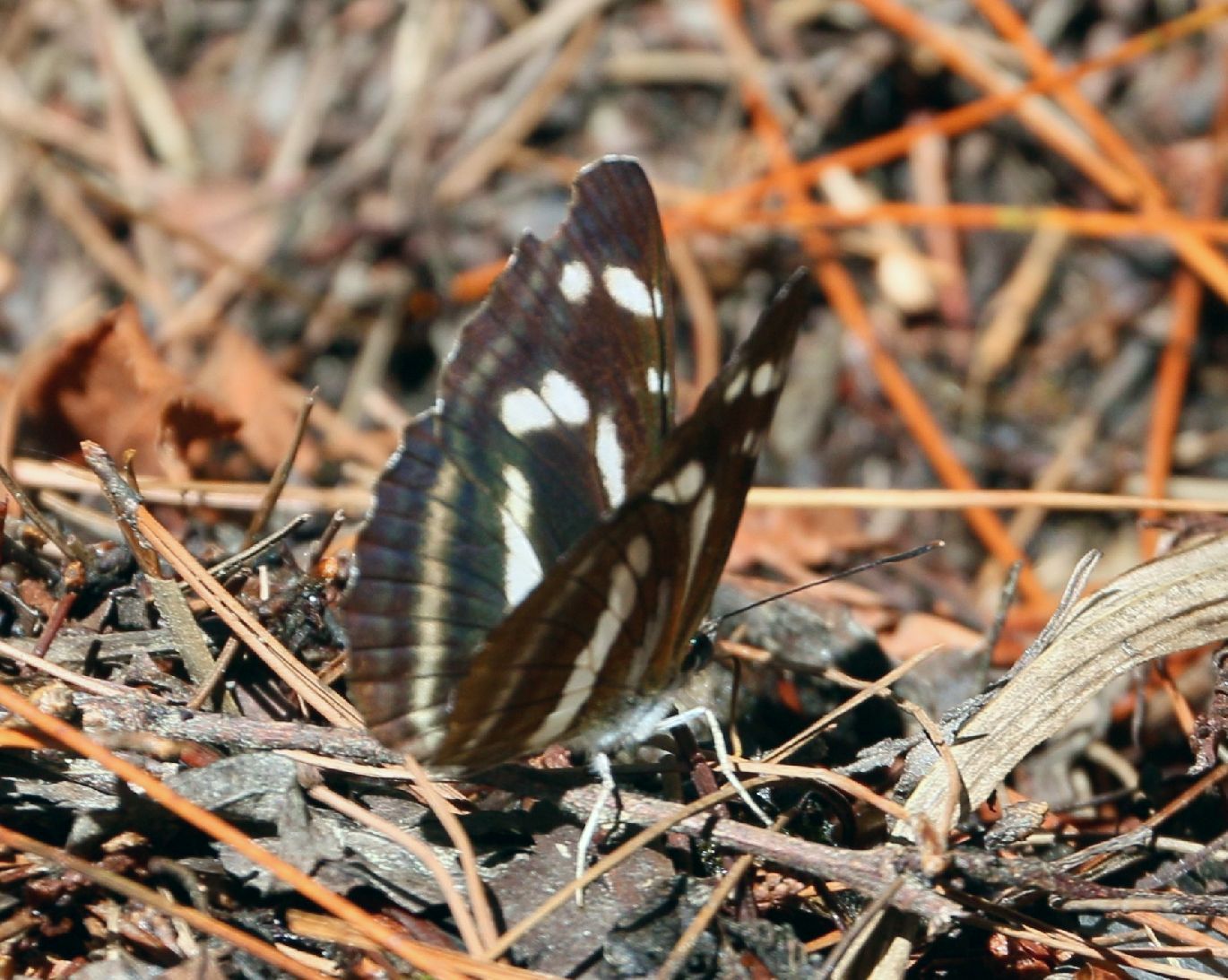 ta-urakimadaramisuji2-20180625