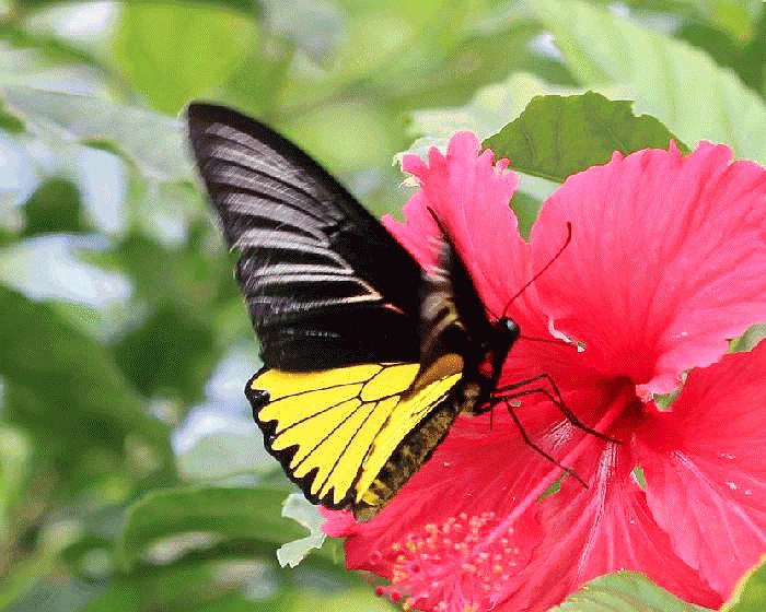 世界に分布する同属の蝶たち（アゲハチョウ科）（著作：杉坂美典）