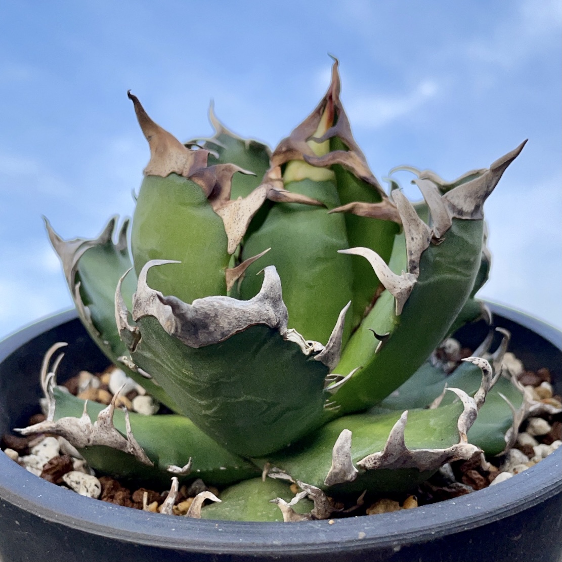 アガベ レッドキャットウィーズル / 厳ついノギのゴリ猫さん