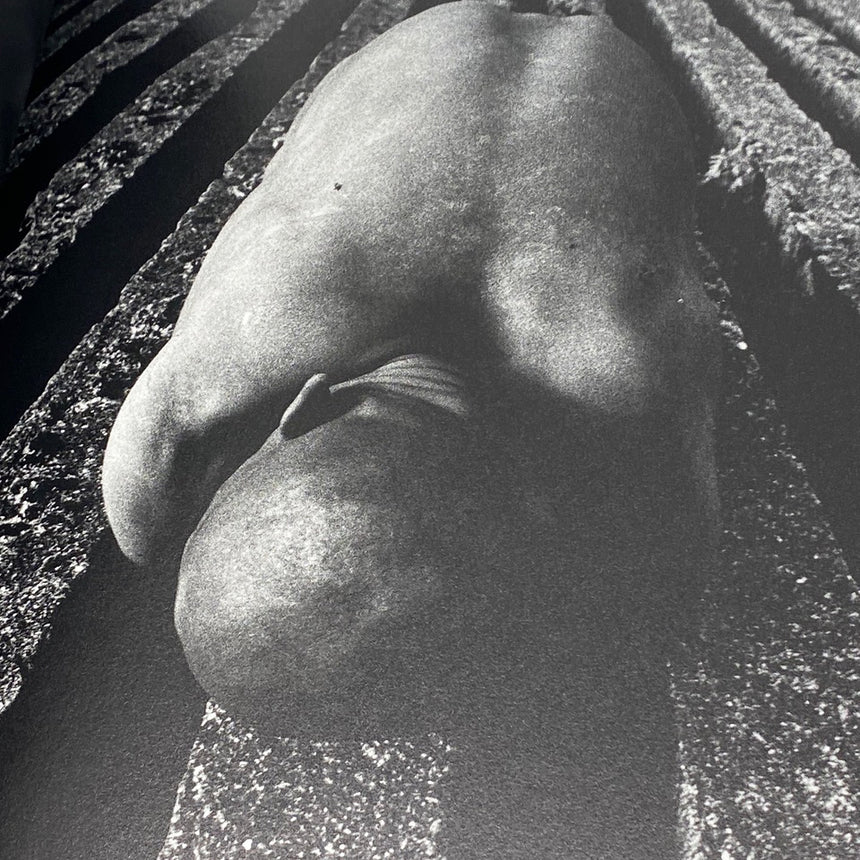 Photosynthesis with Min Tanaka Keiichi Tahara 田原桂一 – SUPER LABO