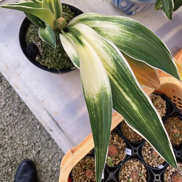 万年青 見聞録 - 春光園 【公式ホームページ】