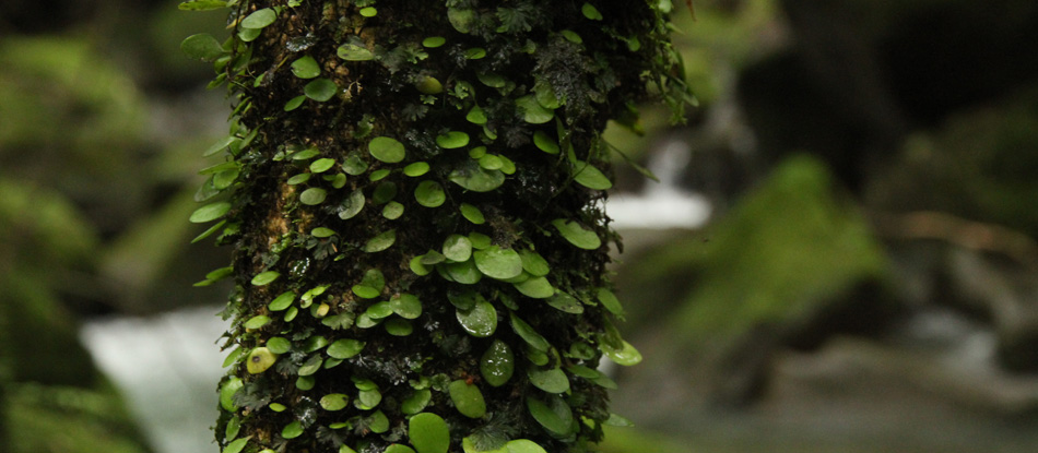 ACIDMAN | Official Site