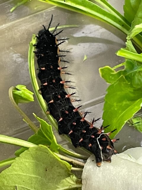徹底解説】ツマグロヒョウモンの幼虫 育て方 毒性 食べ物 | 趣味のアゲハ館