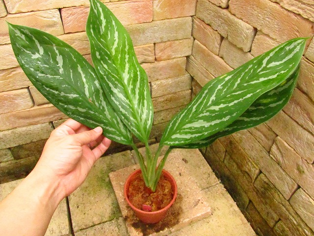 アグラオネマ ニティドゥーム カーティシー Aglaonema nitidum cv