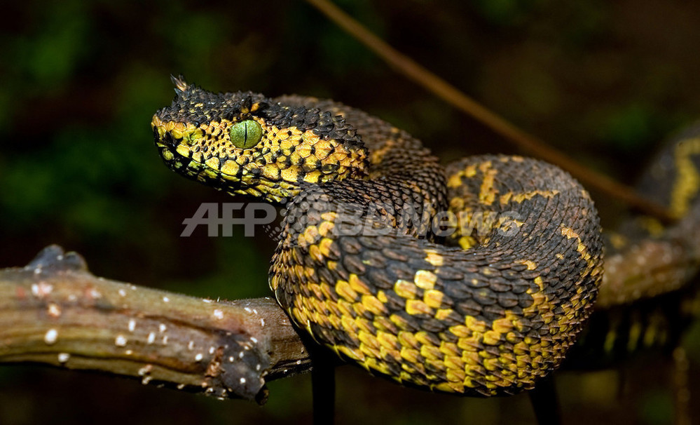 最終価格‼️【自然雑交種】デタニヒイロ×ヒイロツマベニチョウ♂♂標本