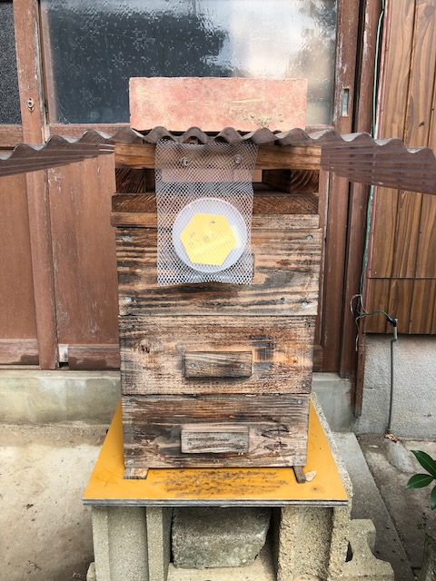 6年かかったニホンミツバチ初入居までの記録 | ミツロウキャンドル