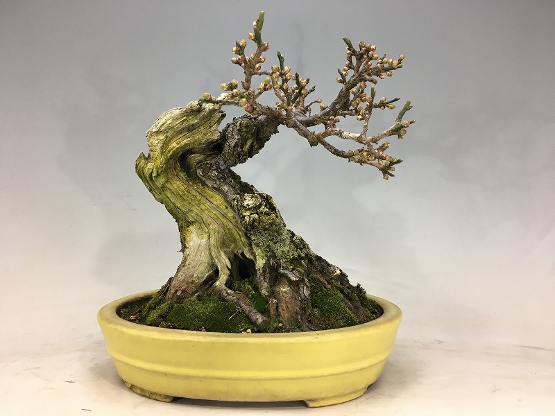 野梅（米良） ※展示会用盆栽 [赤富士園]