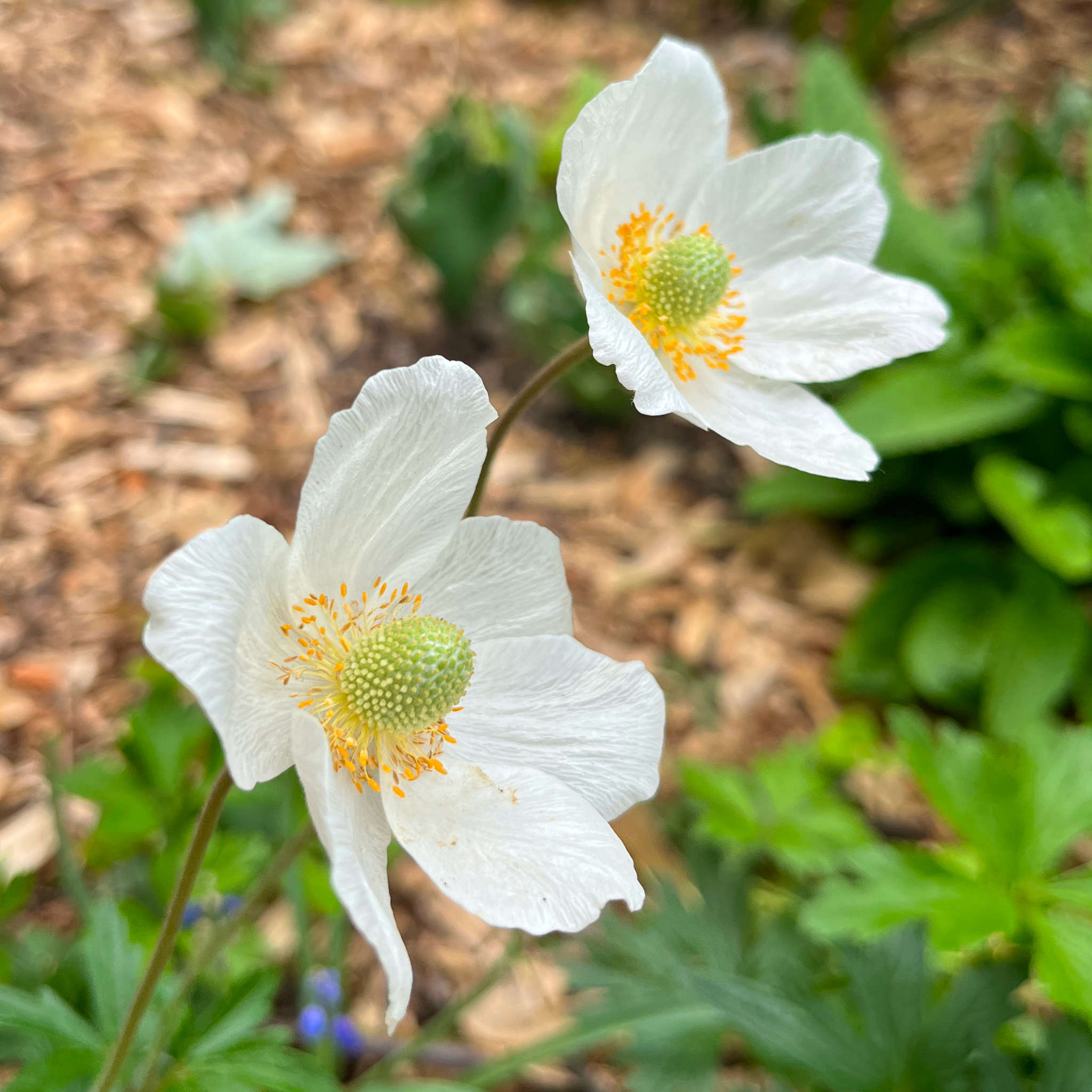 Canada Anemone Seeds - Anemonastrum canadense