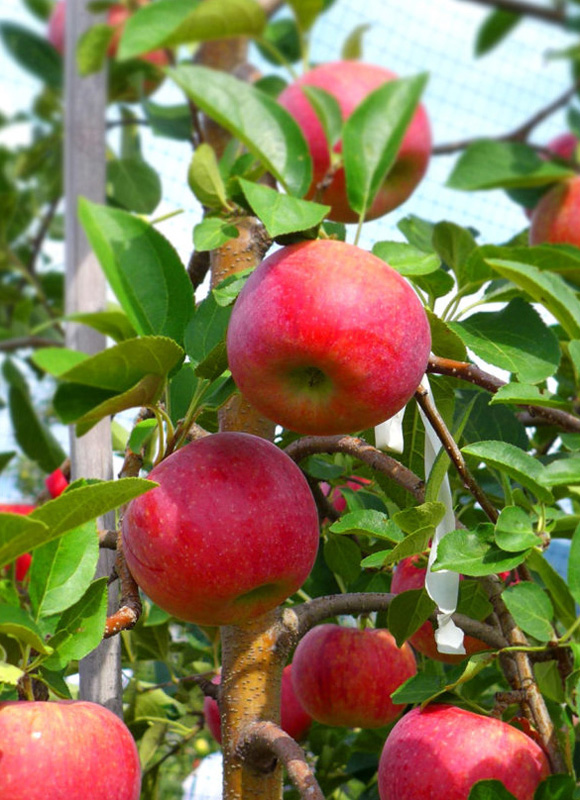 シナノリップ | りんご・ぶどうの青木農園｜信州山ノ内から産地直送