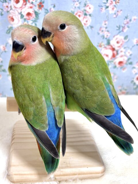 コザクラインコ ノーマル 2羽 🍀❤️∗*ﾟ