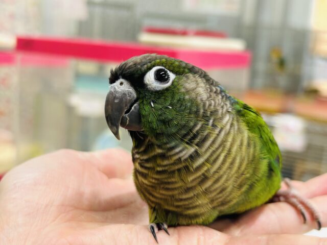 ウロコインコさんがやってきましたよ～💚💚💚 （ノーマル）