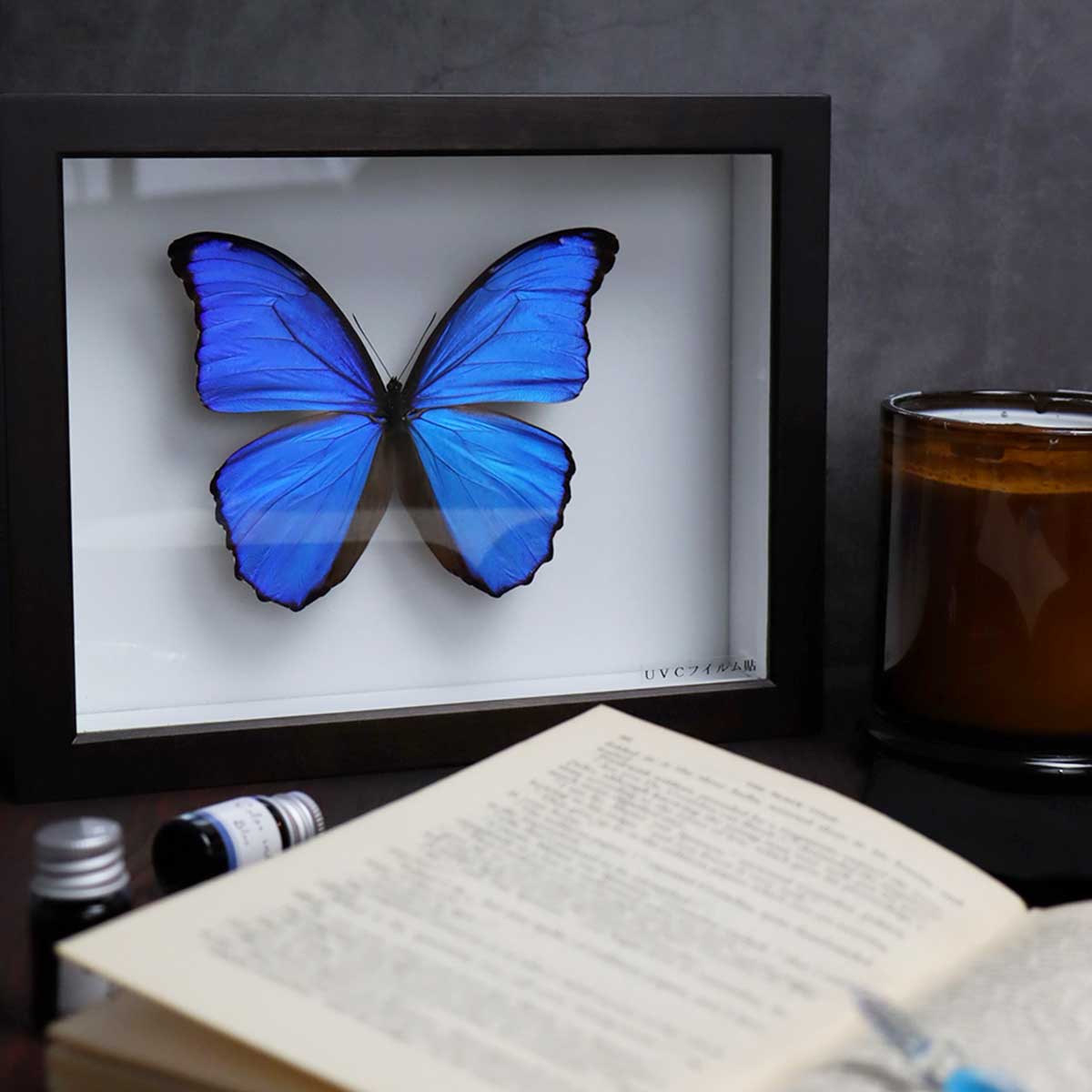 昆虫標本箱（ドイツ箱）昭和55年からの実績 ドイツ箱モルフォ蝶1頭入れ